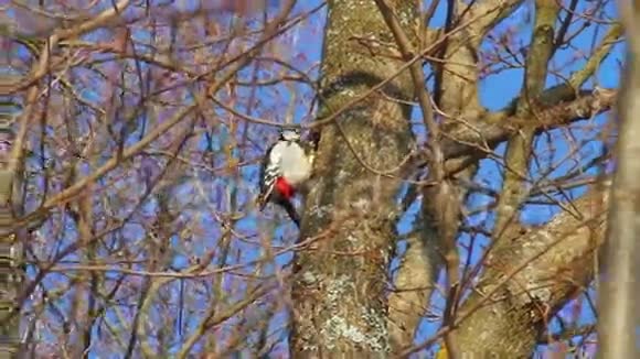 树上的啄木鸟视频的预览图