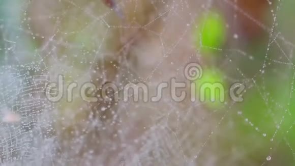 蜘蛛网上的露水视频的预览图