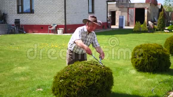 辛勤工作的退休园丁用剪刀修剪观赏灌木视频的预览图