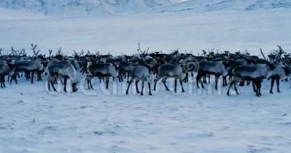 北极山脉的景色鸟瞰成群的驯鹿它们在冻土带的雪地上奔跑4k动作缓慢视频的预览图