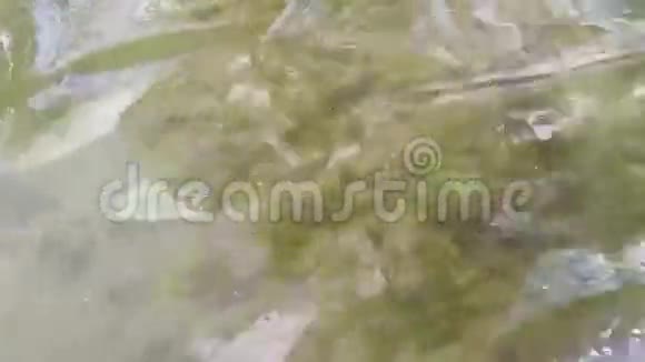 女性腿部有白色皮肤和红色脚趾湿在干净的水中11s视频的预览图