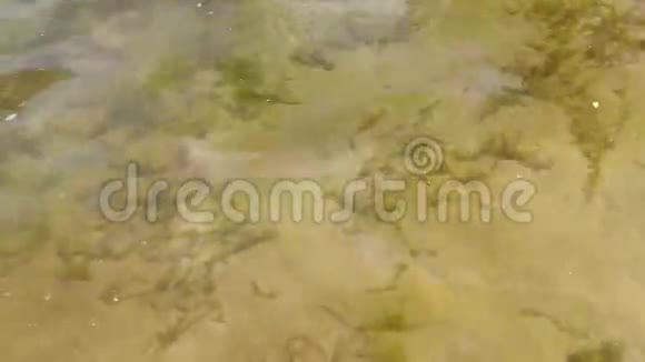 清澈透明的水面上有一个平静的涟漪河藻在沙质的底部摇摆8s视频的预览图