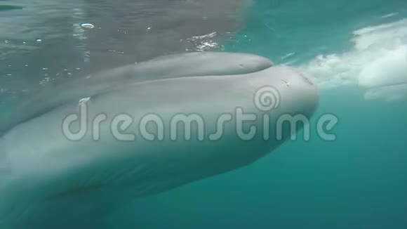 明科鲸在水下游泳视频的预览图
