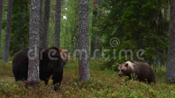 4K夏天森林里的棕熊青松林自然背景科学名称Ursusarctos自然栖息地夏季视频的预览图