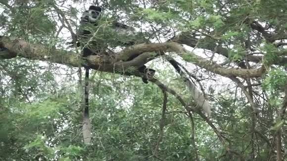 猴慢吞吞地走在树枝上视频的预览图
