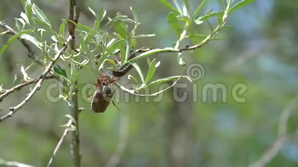 沙棘枝条上的大甲虫视频的预览图