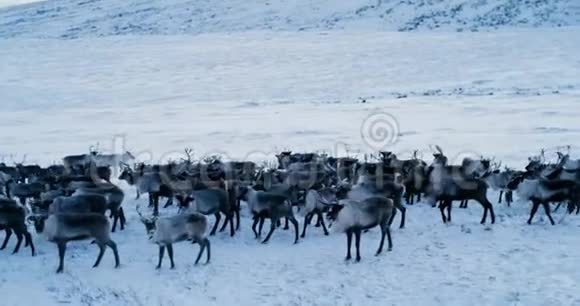 北极山脉的景色鸟瞰成群的驯鹿它们在冻土带的雪地上奔跑4k动作缓慢视频的预览图