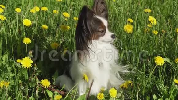 美丽的狗皮龙坐在绿色的草坪与蒲公英和吃草股票视频视频视频的预览图