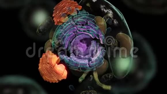 由核仁组成的典型动物细胞的结构视频的预览图