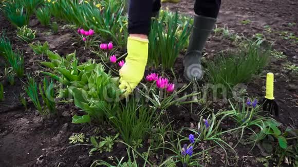 农夫用手叉在花园里的春花间松土视频的预览图