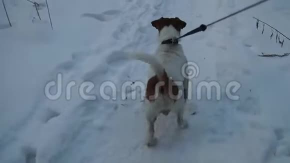 找狗杰克罗素猎犬狩猎玩狗游戏有趣的宠物猎狗视频的预览图