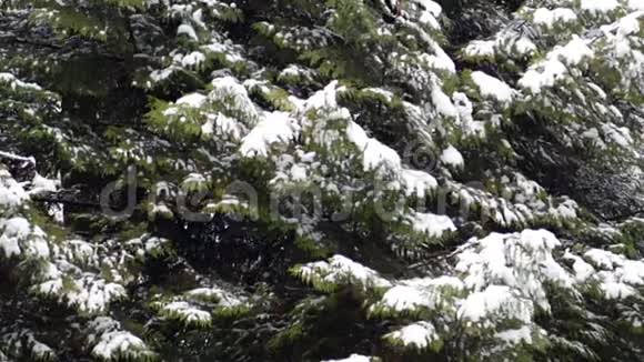带雪的树木在缓慢移动视频的预览图