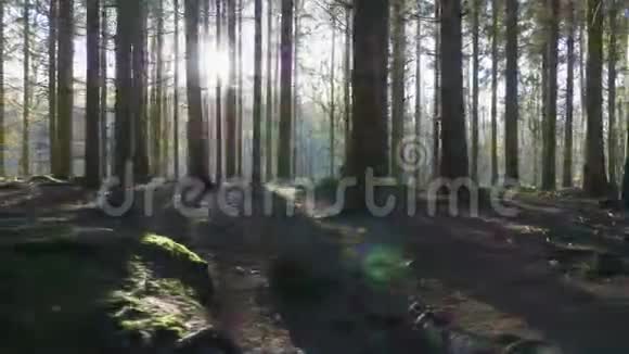 镜头沿着云杉林的一条小路移动视频的预览图