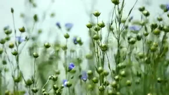 乡间田野的紫色植物视频的预览图
