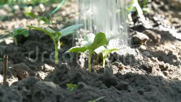 小绿芽黄瓜在地上发芽从浇水中浇水可以在近景处喷水视频的预览图