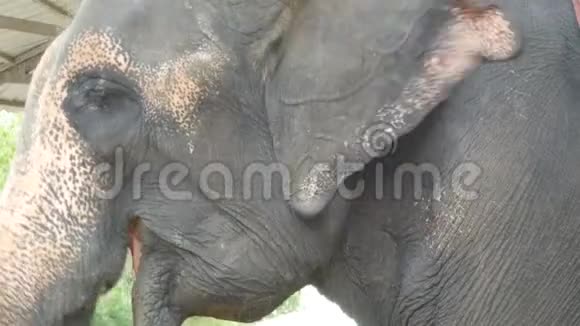 泰国的印度大象近景视频的预览图