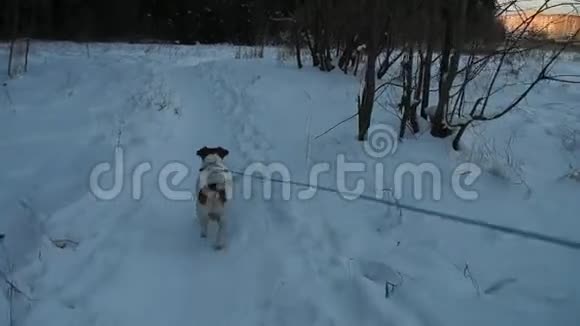 找狗杰克罗素猎犬狩猎玩狗游戏有趣的宠物猎狗视频的预览图