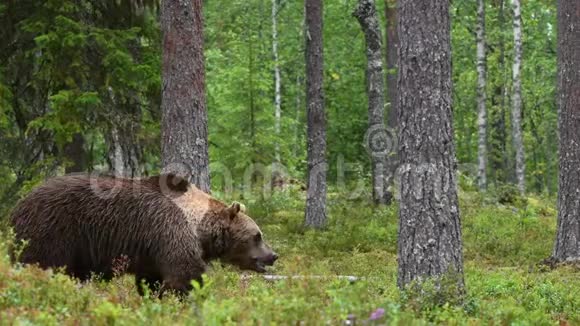 4K夏天森林里的棕熊青松林自然背景科学名称Ursusarctos自然栖息地夏季视频的预览图