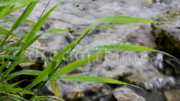 绿草如茵池塘两岸滴着露水视频的预览图