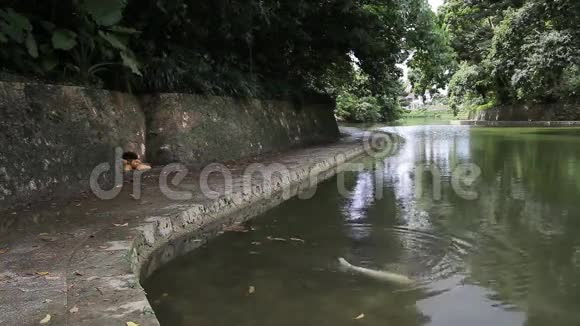 城市池塘中的锦鲤鱼视频的预览图