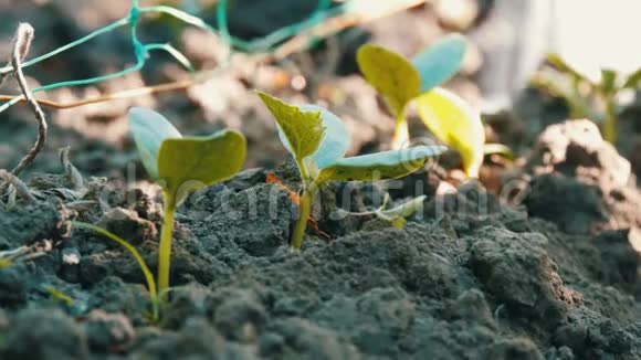 小绿芽黄瓜在地上发芽从浇水中浇水可以在近景处喷水视频的预览图