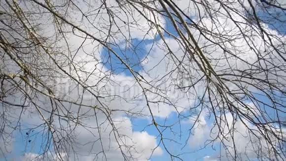 蓝天背景上的树枝高高的在天空中飞翔的白云被太阳照亮视频的预览图