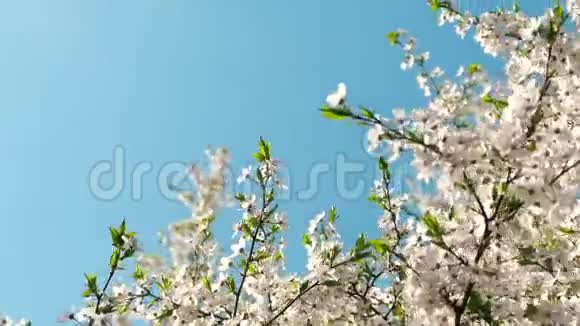 日落时樱花和蓝天花的自然背景视频的预览图