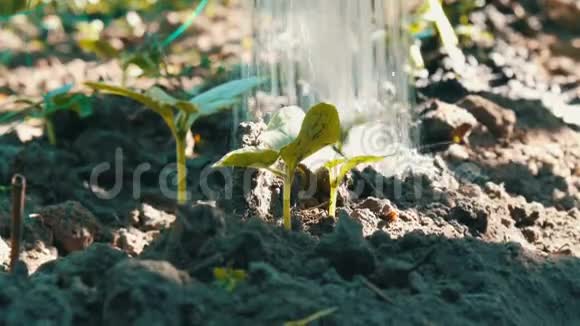 小绿芽黄瓜在地上发芽从浇水中浇水可以在近景处喷水视频的预览图