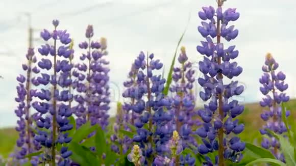紫色羽扇豆在田野里盛开摄像机移动视频的预览图