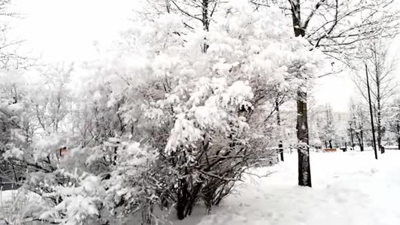 雪树莫斯科冬季公园视频的预览图