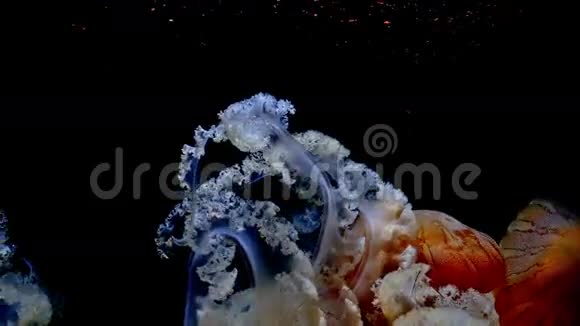 巨大的野生橙色水母白色的触手漂浮在黑暗的水下4k视频的预览图