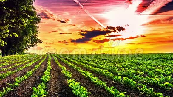 美丽的日落覆盖着甜菜的农田投中弹视频的预览图