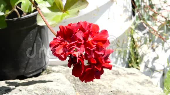 红天竺葵美丽的植物在公共花园花蕾在风中摇曳4K视频的预览图