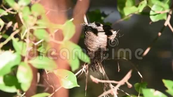 马来西亚花斑扇尾鸟幼鸟视频的预览图