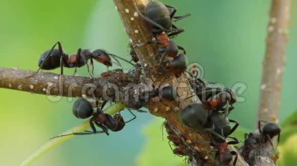 蚂蚁在植物上挤奶蚜虫视频的预览图