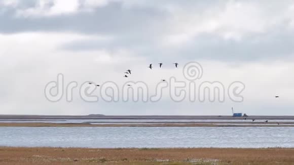 鹅从一个大的领域开始飞行飞的一群混鸭录像野鸭在蓝色的高空飞翔视频的预览图