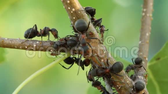 蚂蚁在植物上挤奶蚜虫视频的预览图