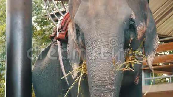 泰国的印度大象近景视频的预览图