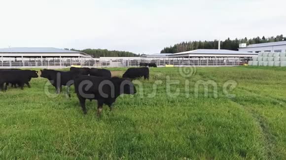大黑公牛在现代动物农场的绿色围栏牧场上漫游视频的预览图