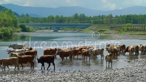 许多奶牛站在小河里的水里视频的预览图