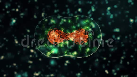 病毒冠状病毒2019nCOV感染可视化感染人体内的病原体细胞呈霓虹绿色球形视频的预览图