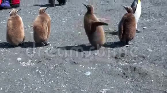 年轻的王企鹅快乐地在福克兰群岛海岸线上的人们附近奔跑视频的预览图
