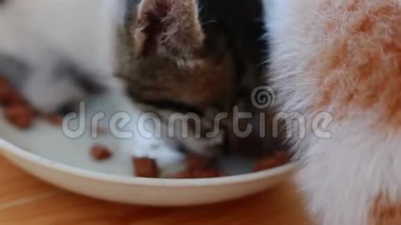 两只可爱的小猫吃健康的猫粮视频的预览图