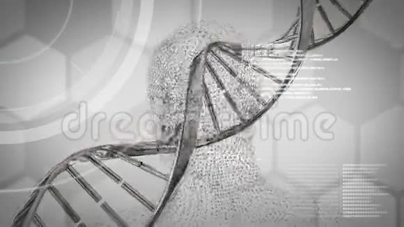 在灰色背景上旋转DNA链双螺旋的数字人头动画视频的预览图