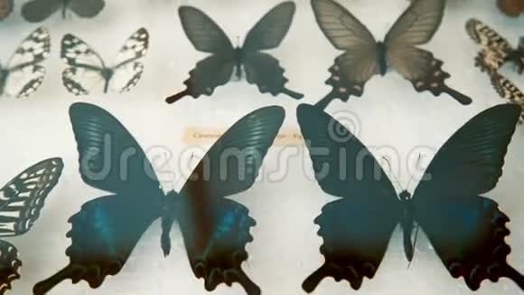 昆虫学收藏玻璃下的蝴蝶视频的预览图