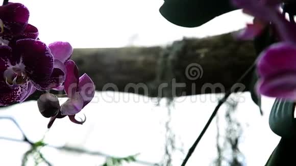 紫兰花视频的预览图