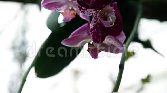紫兰花视频的预览图