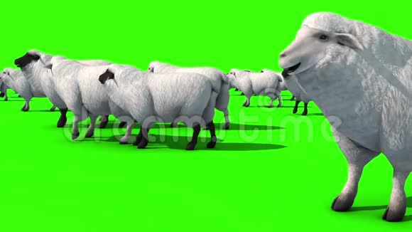 绵羊锁闭绿幕三维渲染动画视频的预览图