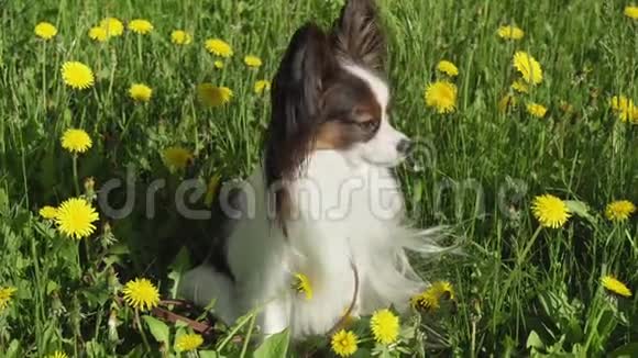 美丽的狗皮龙坐在绿色的草坪与蒲公英和吃草股票视频视频视频的预览图
