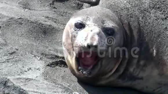 南极福克兰群岛海滩上海豹的雌性尖叫视频的预览图